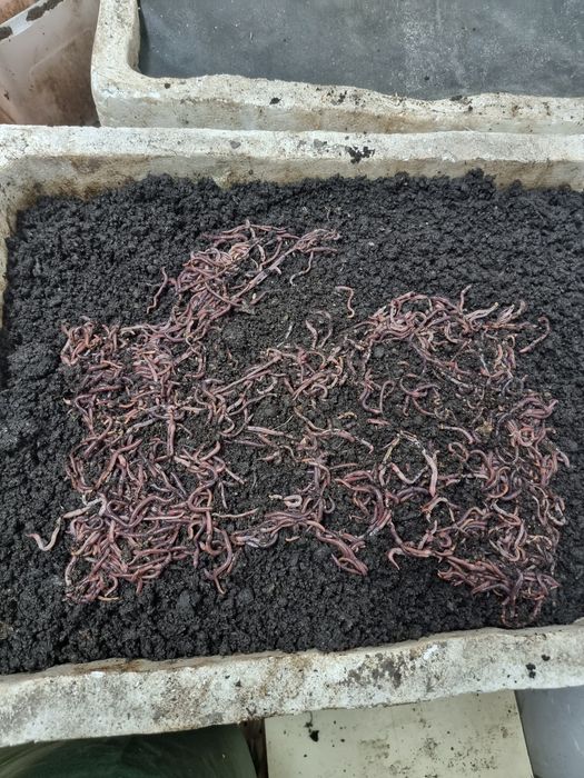 Червь Калифорнийский, Червь Дендробене.