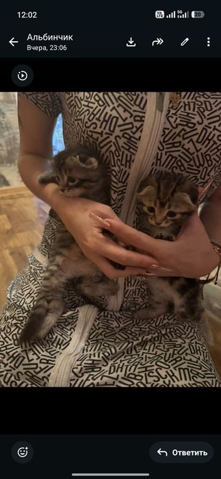 Кошечки ищут доброго хозяина