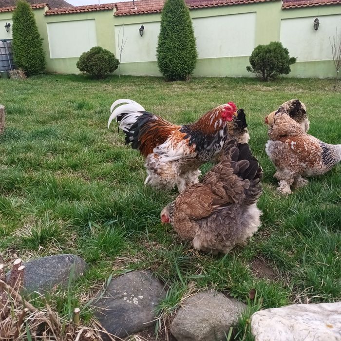 Vand gaini  brahma  și oua incubat