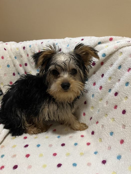 Йркширски териер