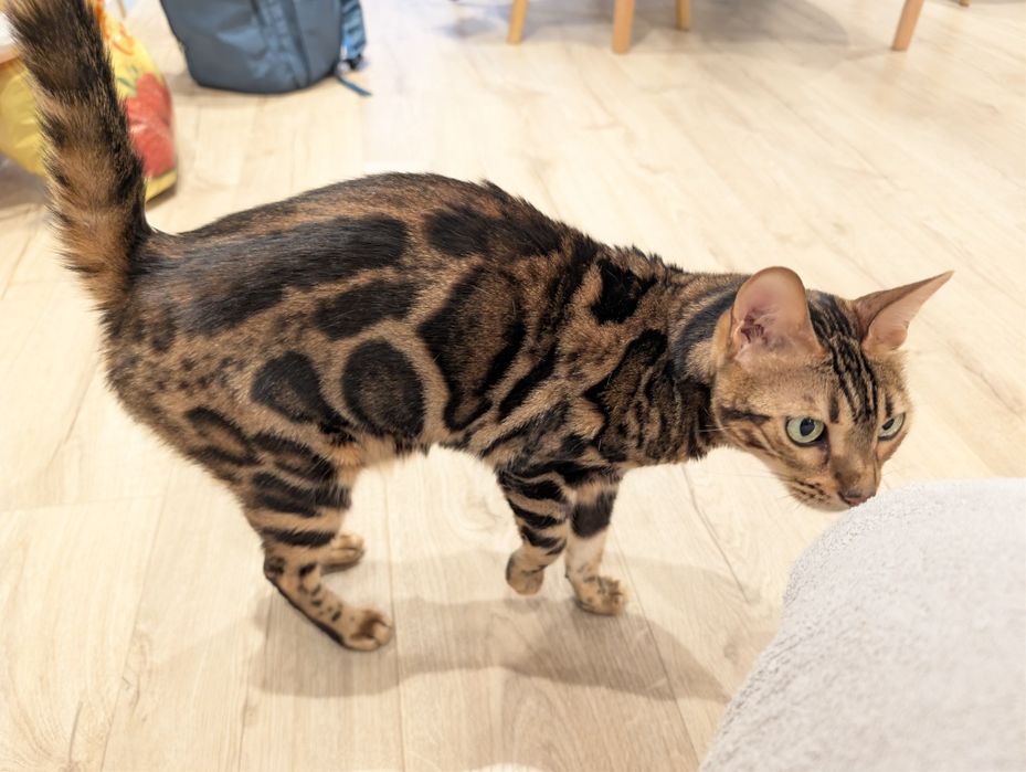 Бенгалска женска котка