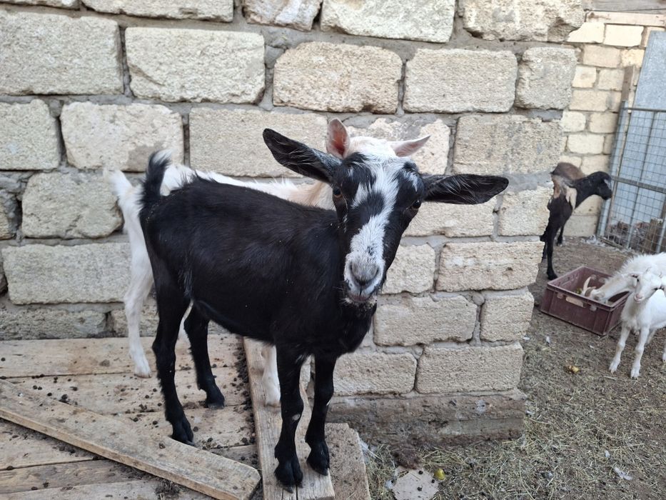 Близнецы козлята