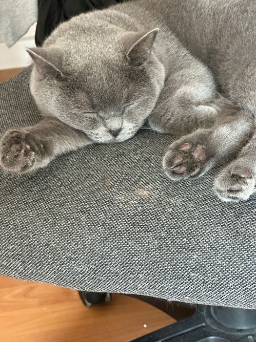 Отдам в хорошие руки