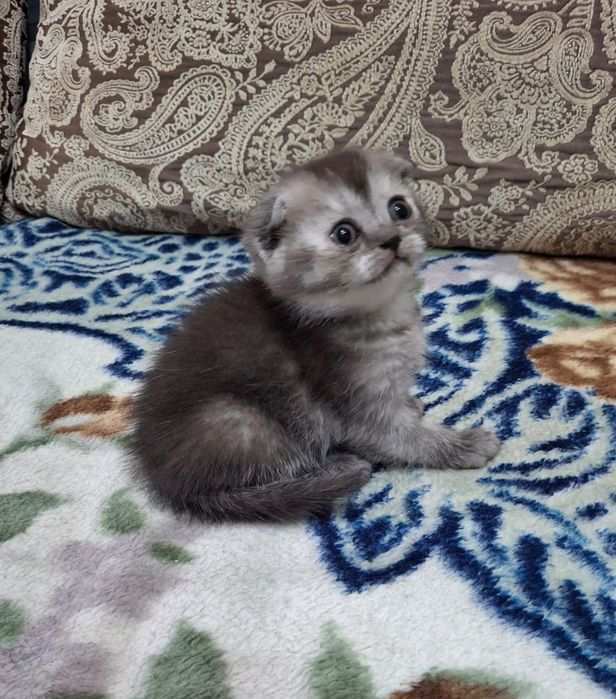Вислоухий шотландский котенок