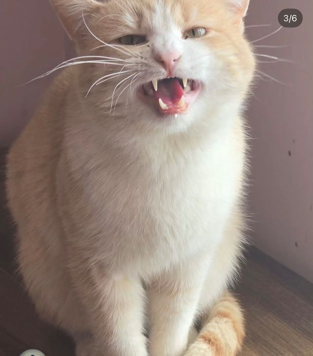 Котик срочно ищет дом