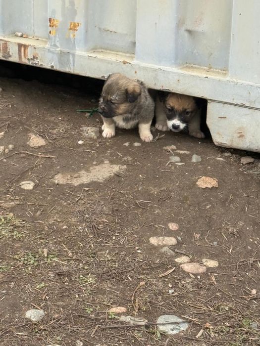 Отдам щенков даром