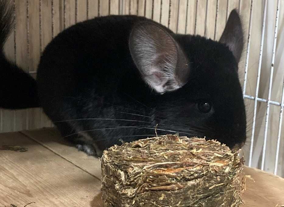 Шиншиллы для дома