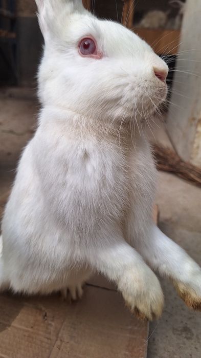 Quyon sotiladi toza emlangan