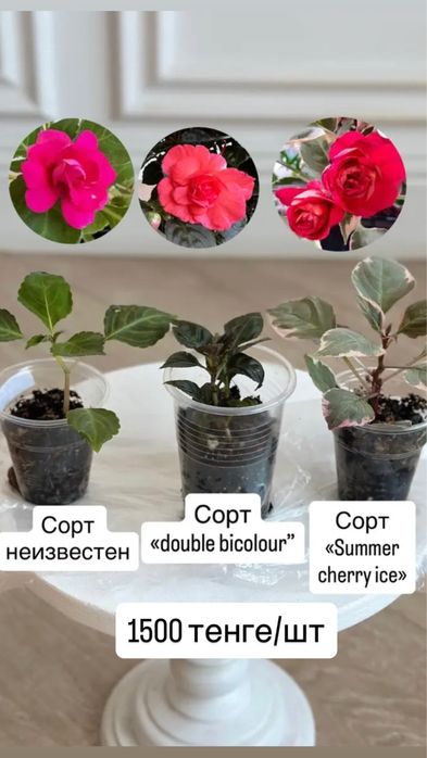 Укорененные черенки сортовых бальзаминов