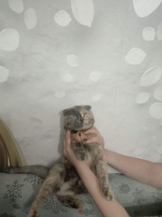 Очаровательная шотландская вислоухая девочка ищет парня