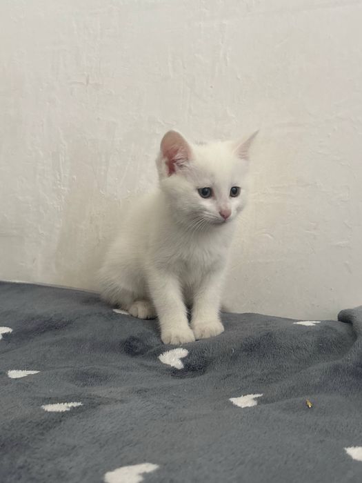 Котята 3 месяца, лоток+, кушают все