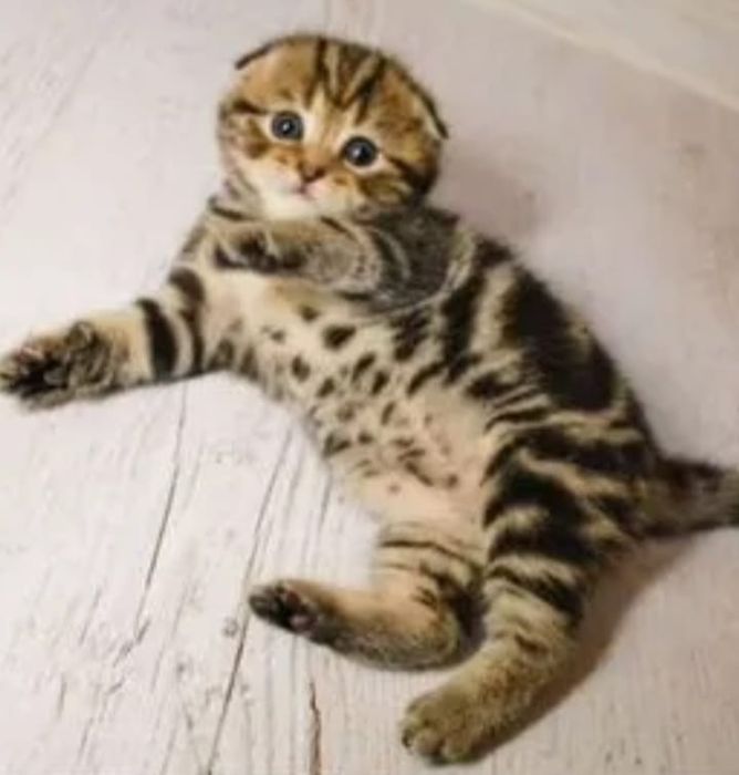 Котята шотландские