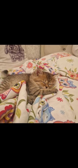 Котята котята котята