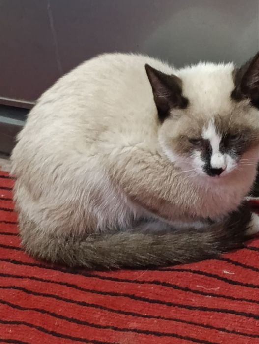 Пародний пишик сотилади