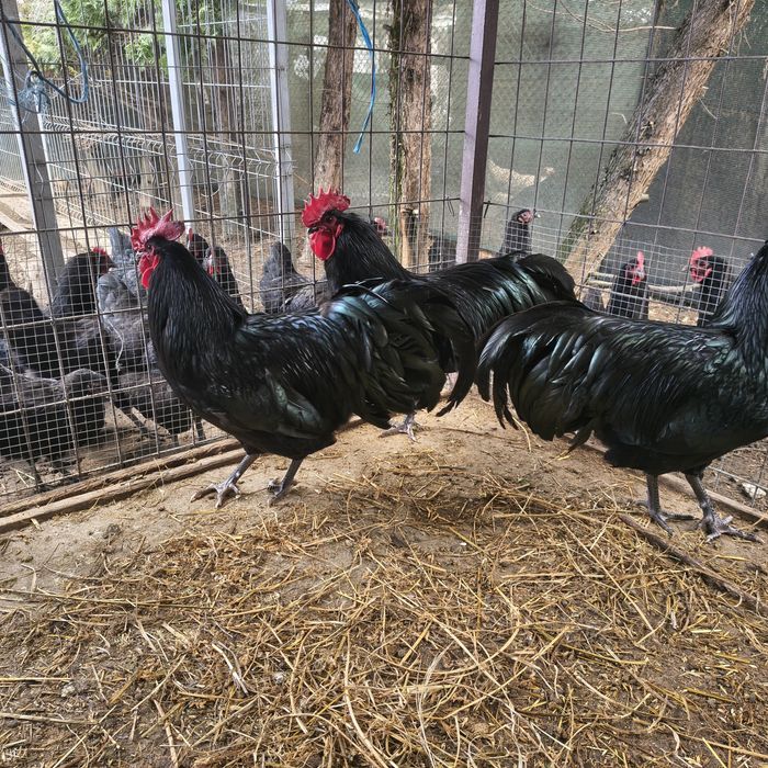 Vând oua pentru incubat din rasa Australorp negru