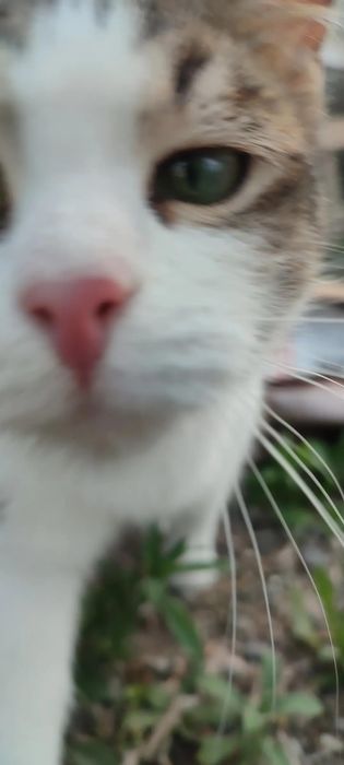 Кошка в добрые руки