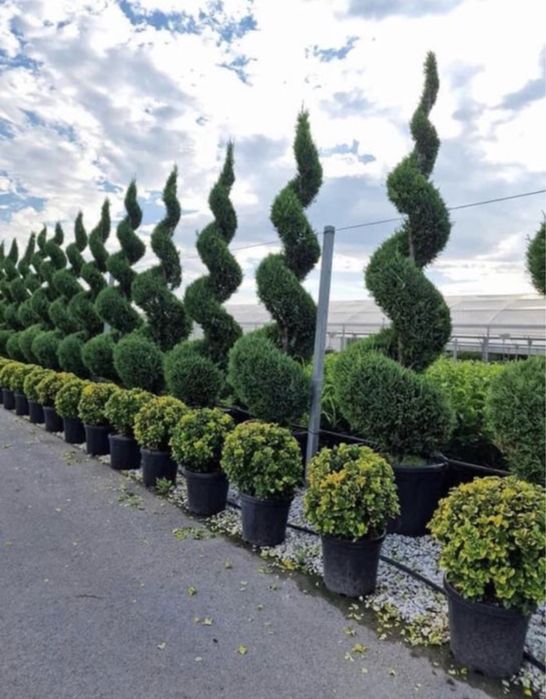 Leylandi tuia,forme.catalpa,smaralgd,diferite specii.transport pers