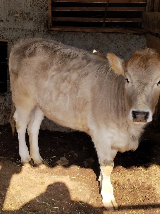 Тёлка в хорошем состоянии