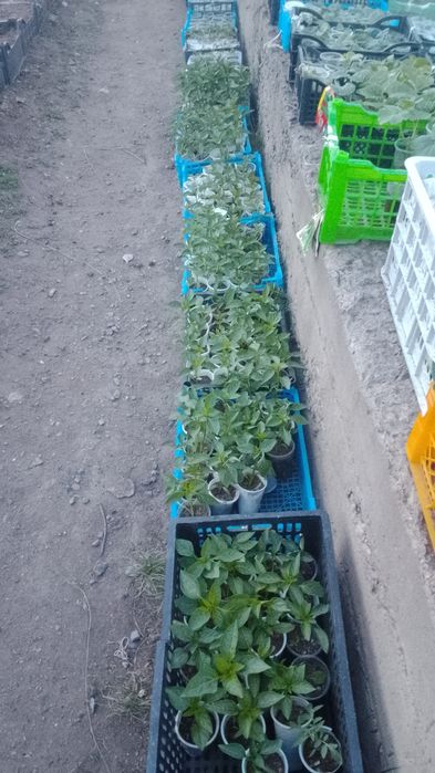 Продам рассаду  недорого
