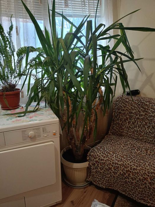 Палма Юка 30 годишна