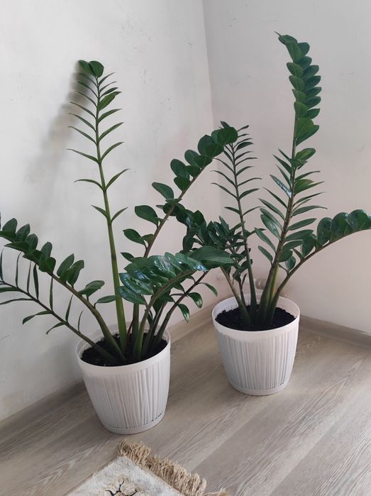 Долларовое дерево