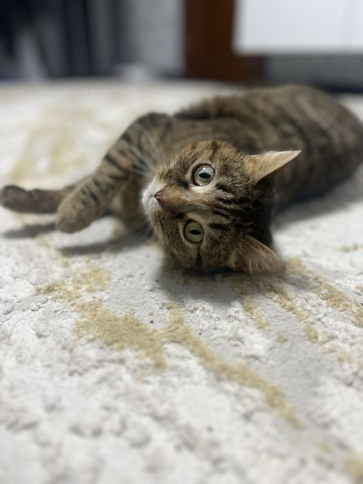 Кошка в хорошие руки