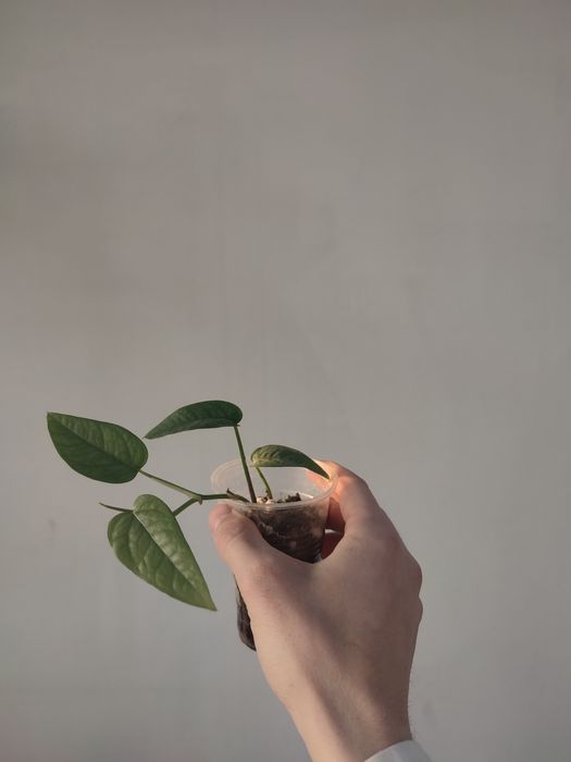 Эпипремнум себублю