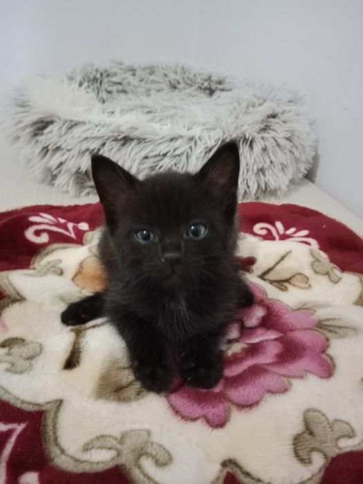 Отдам котёнка заботливым людям