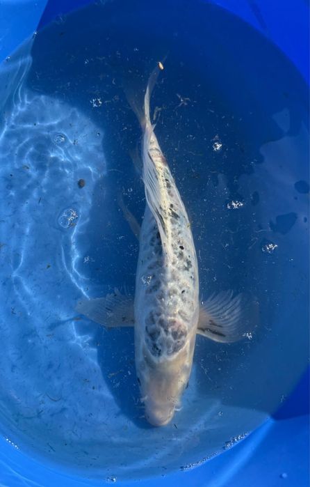 Crapi koi de vanzare