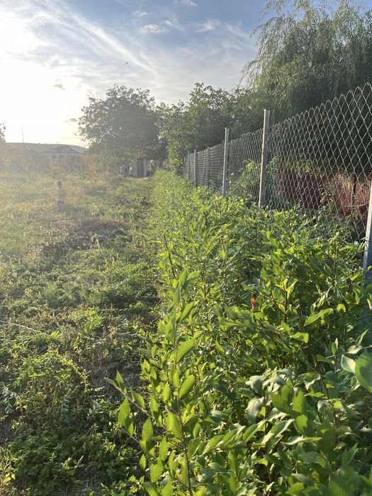 Teren intravilan pe Strada Principală Faraoanele | asfalt + utilități