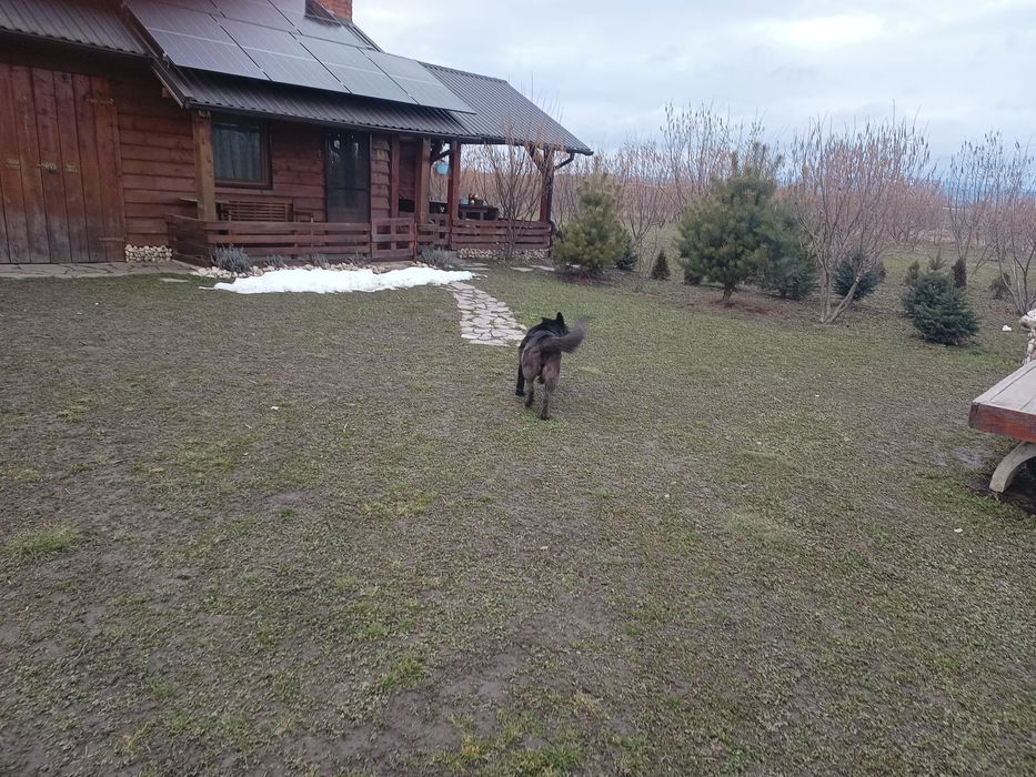 Donez cățea lup negru