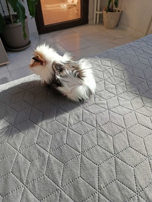 Подарявам Морско свинче