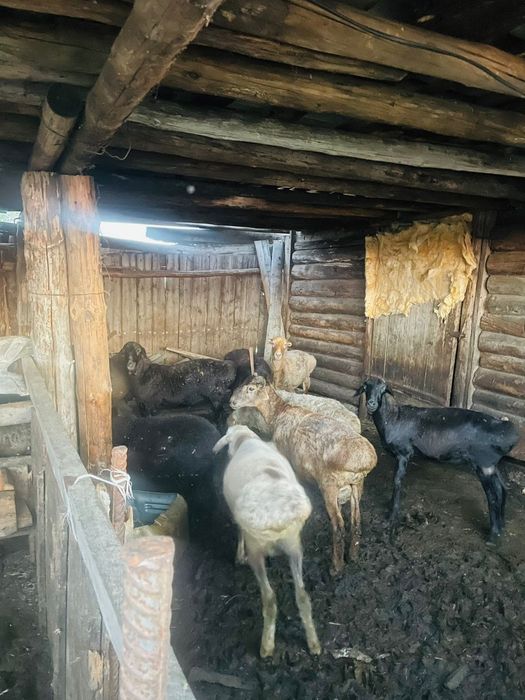 Қошқар тоқтылар бар.