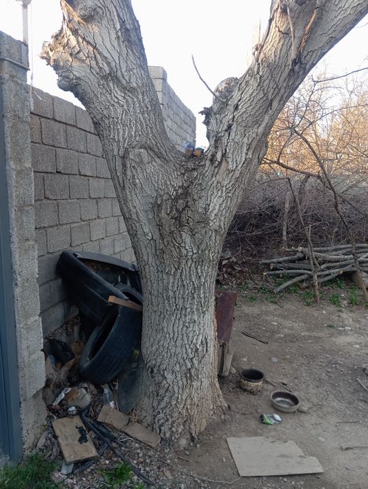 Орех дерево продается