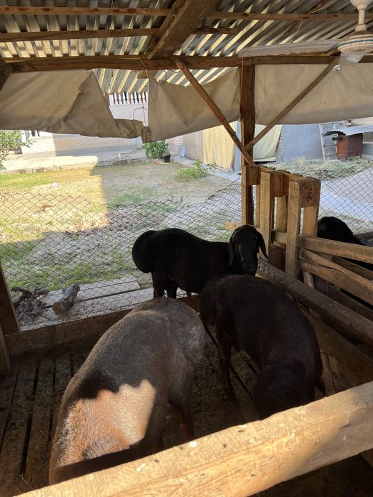 Qoylar bor, Qurbonlikga sifatli