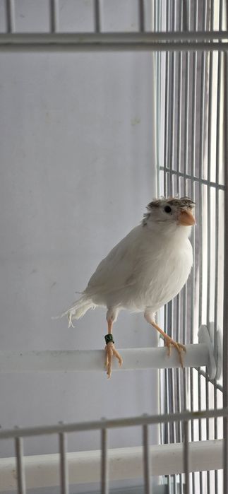 Vând canari timbrado
