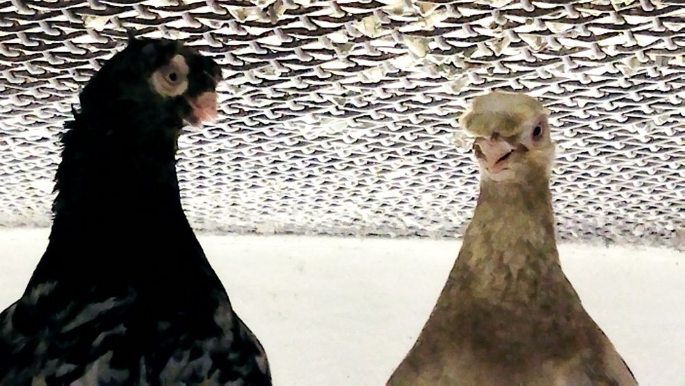 Голуби продаются