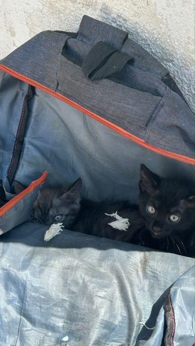котята в добрве руки