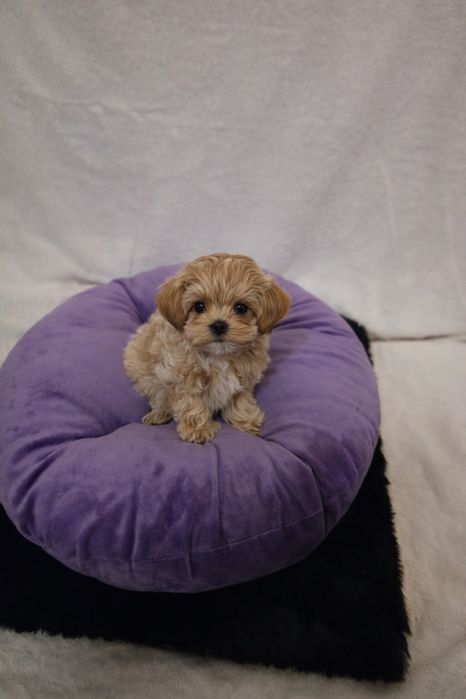 Maltipoo teacup,  mini