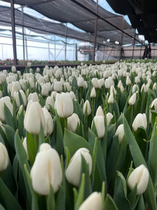 Тюльпаны по низкой цене