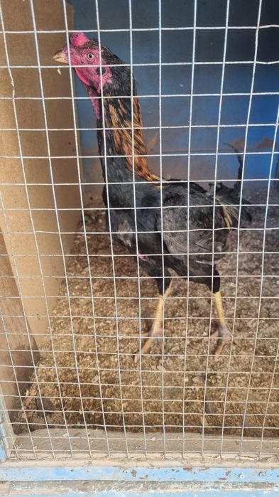 Дакан жужа хуроз сотилади