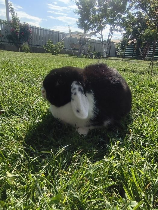 Holland Lop femeluță