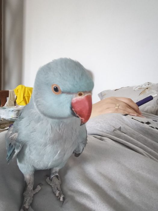 Mascul Micul Alexandru