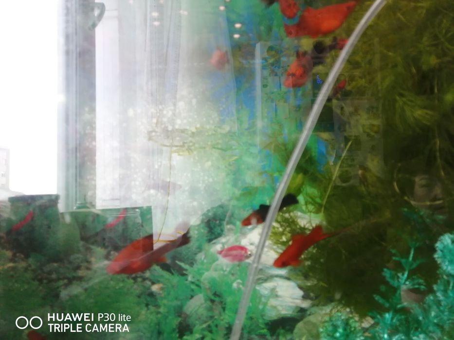 Продам  рыбок меченосцев