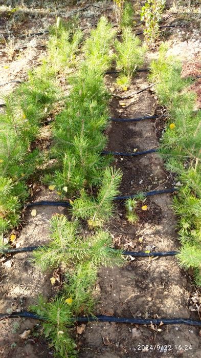 Продаю Саженцы Сосны.