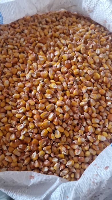 Transport gratuit porumb cu 1.3 kg va servim la domiciliu da cumparati