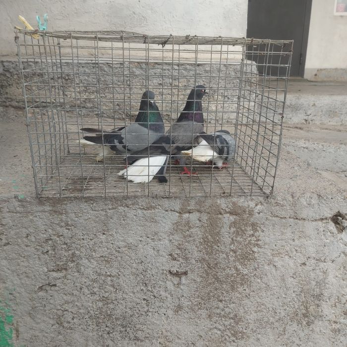 Сизи белохосты бобочки