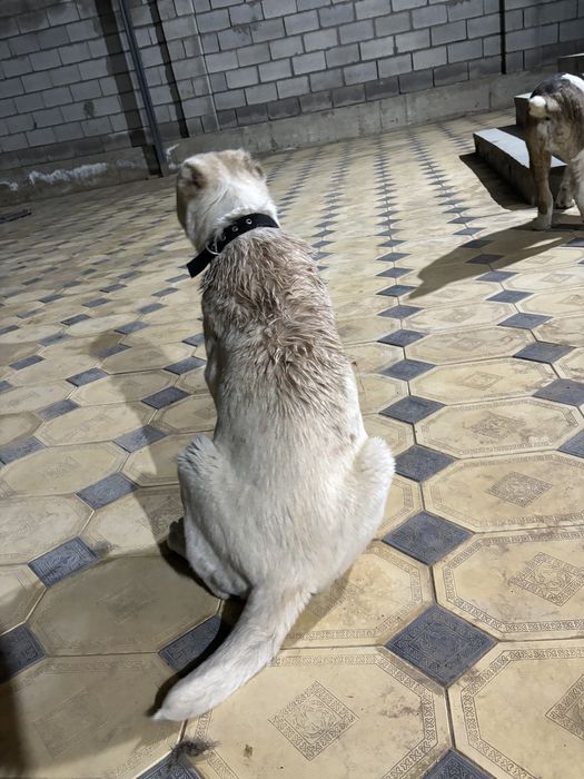 щенки тобет боец