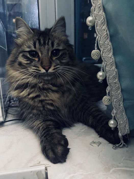 Потерялся кот 17.02