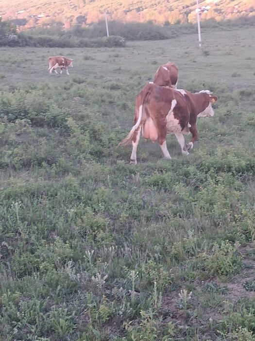 Vaca baltata romaneasca